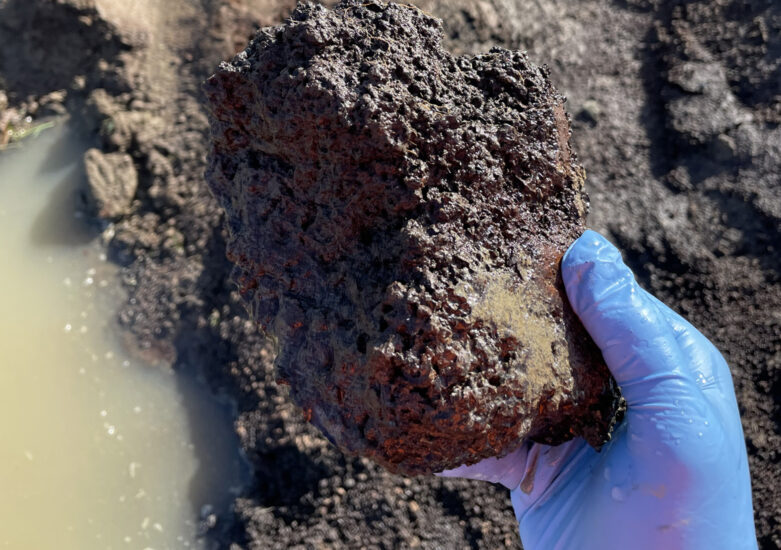 Hand in a blue glove holding a large piece of soil